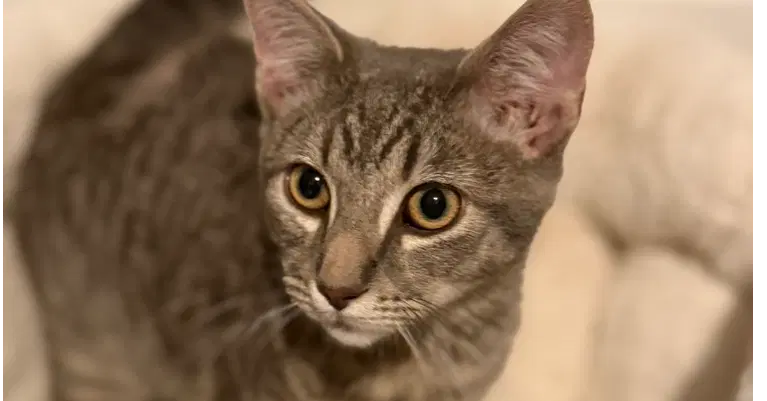 Dutch Oven - Domestic Short Hair