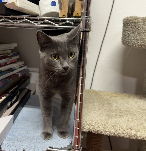 Velvetina, a cat for adoption from A Voice for All Paws, Inc.