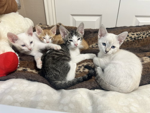 Photo 4 of Lug Nut