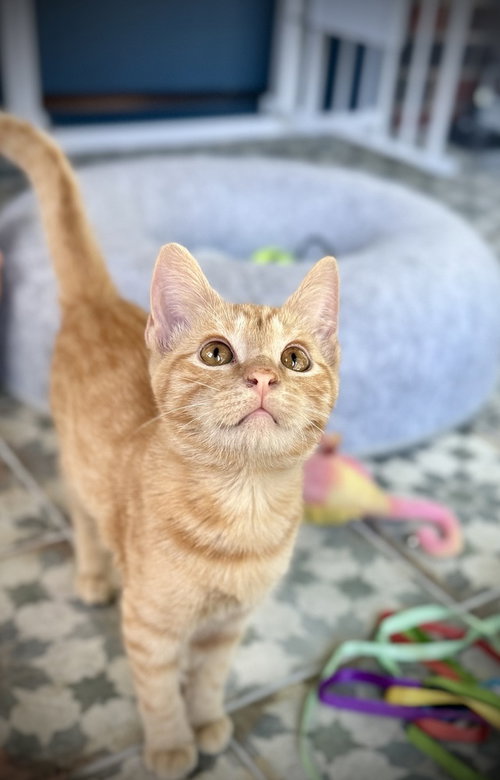 Ovi, Domestic Short Hair / Domestic Short Hair / Mixed (short coat)