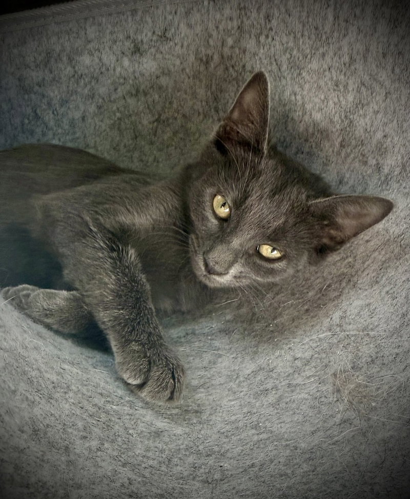 Ivan, a male Russian Blue kitten up for adoption
