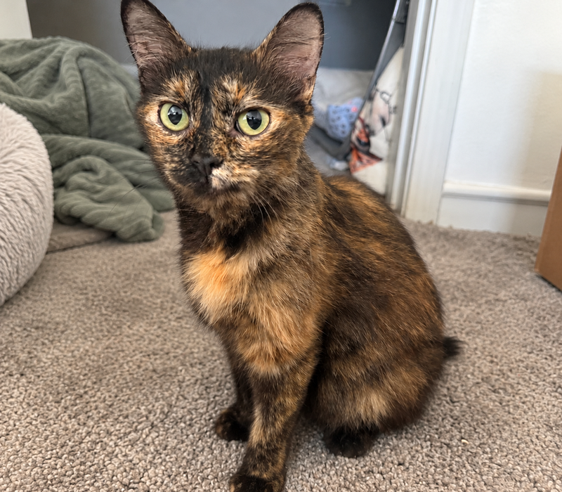 Queen Clarion, a young female cat up for adoption