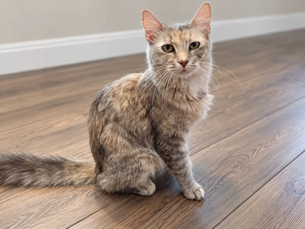 Wynter - Domestic Long Hair