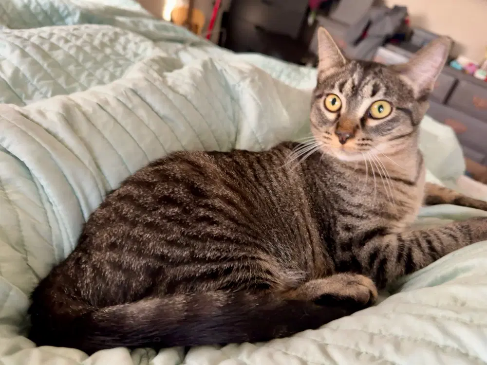 Sandy - Domestic Short Hair