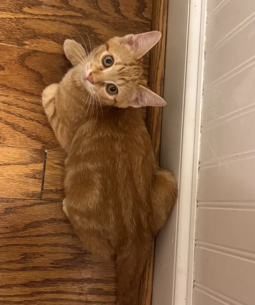 Tucker Finn - Domestic Short Hair