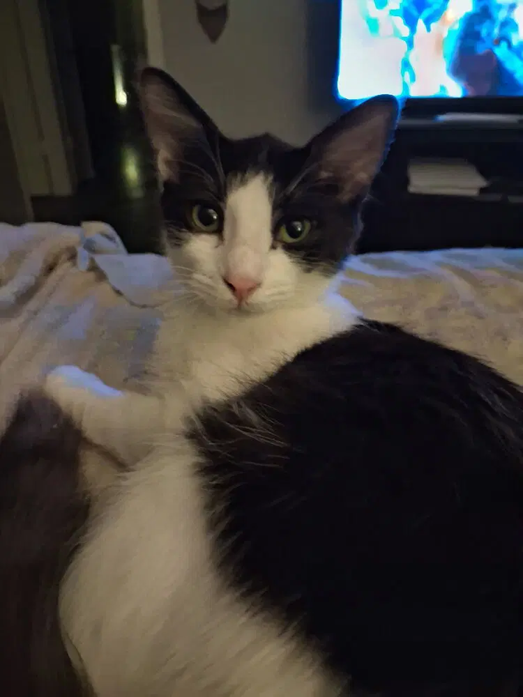 Sam I Am - Domestic Medium Hair