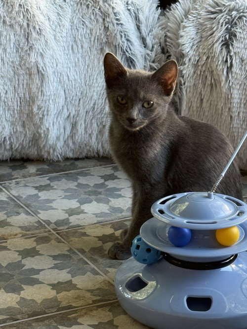 Dasha, a female Russian Blue kitten up for adoption
