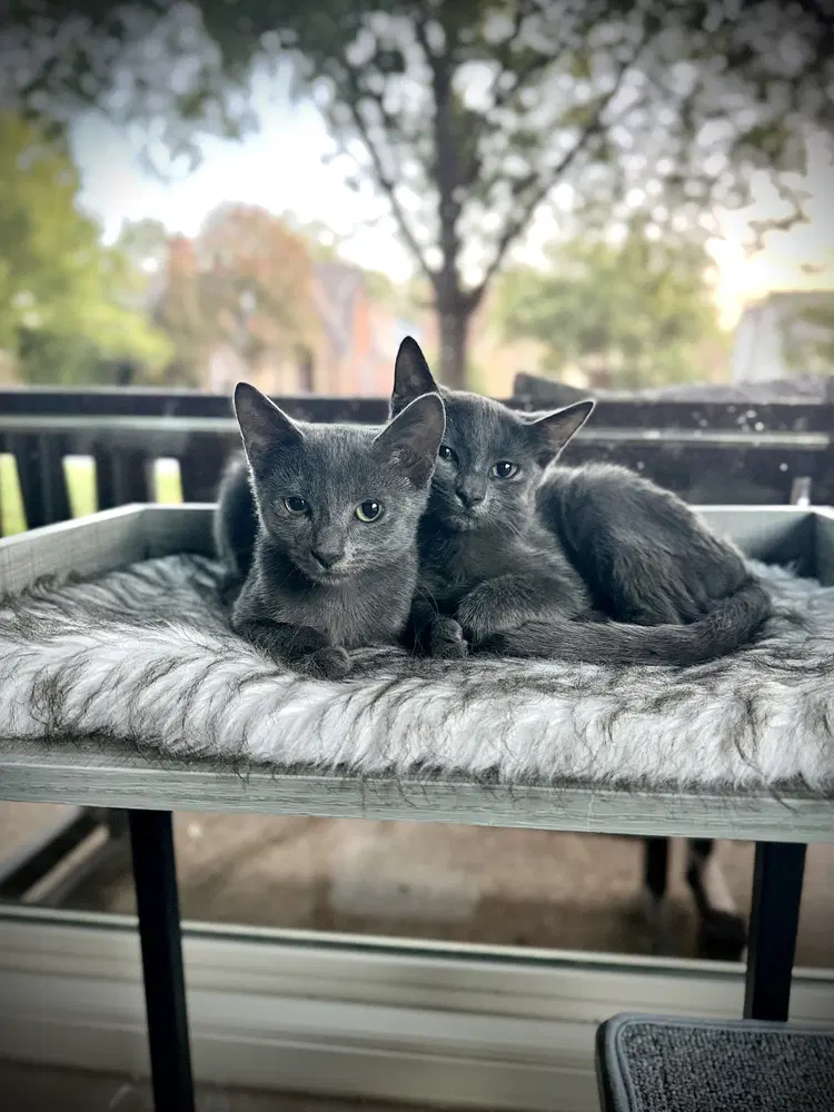 Dasha image 3