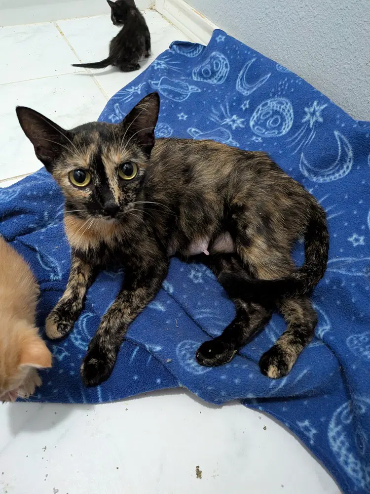 Marfa - Domestic Short Hair