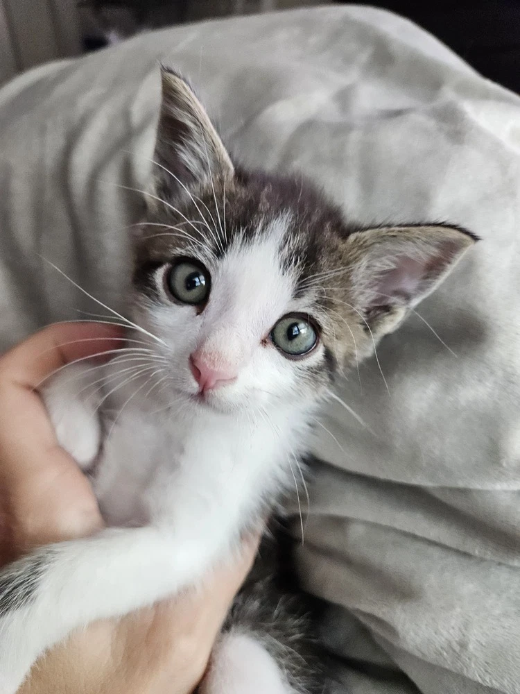 Roscoe