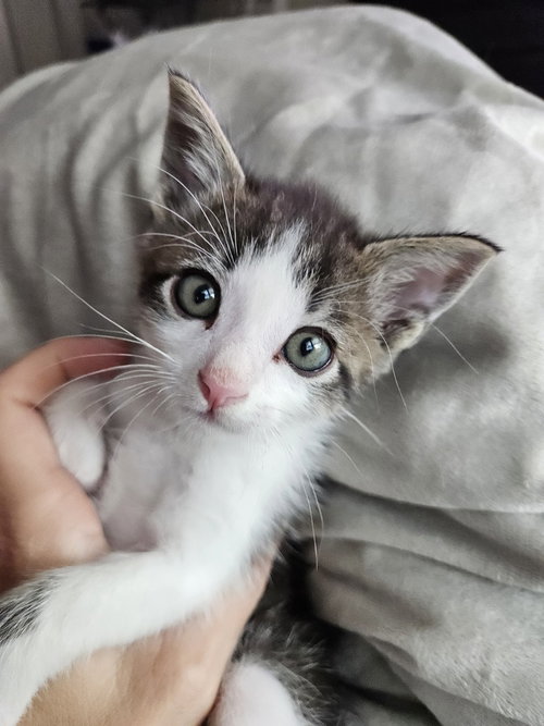 Roscoe, a male kitten up for adoption