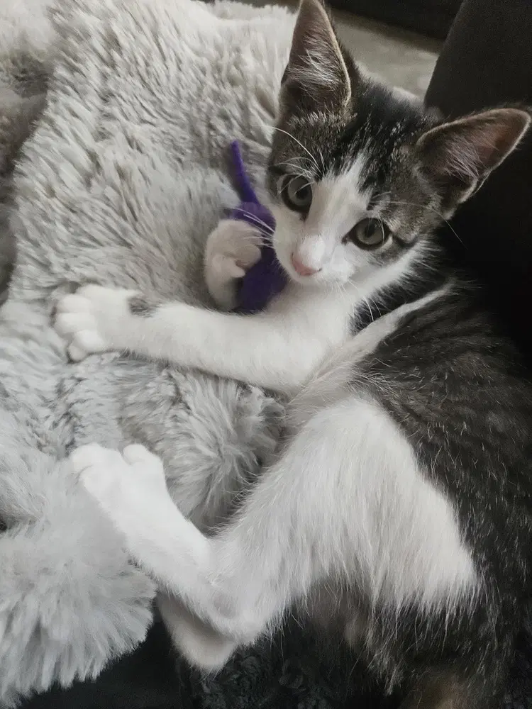 Roscoe image 3