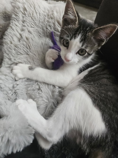 Roscoe, photo 3