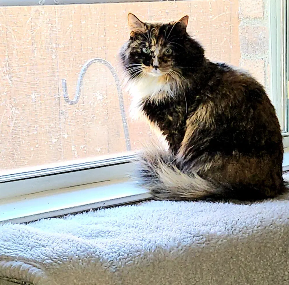 Ovaltine - Domestic Long Hair