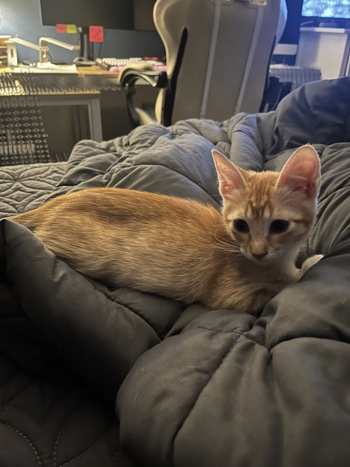 Timber, Domestic Short Hair / Domestic Short Hair / Mixed (short coat)