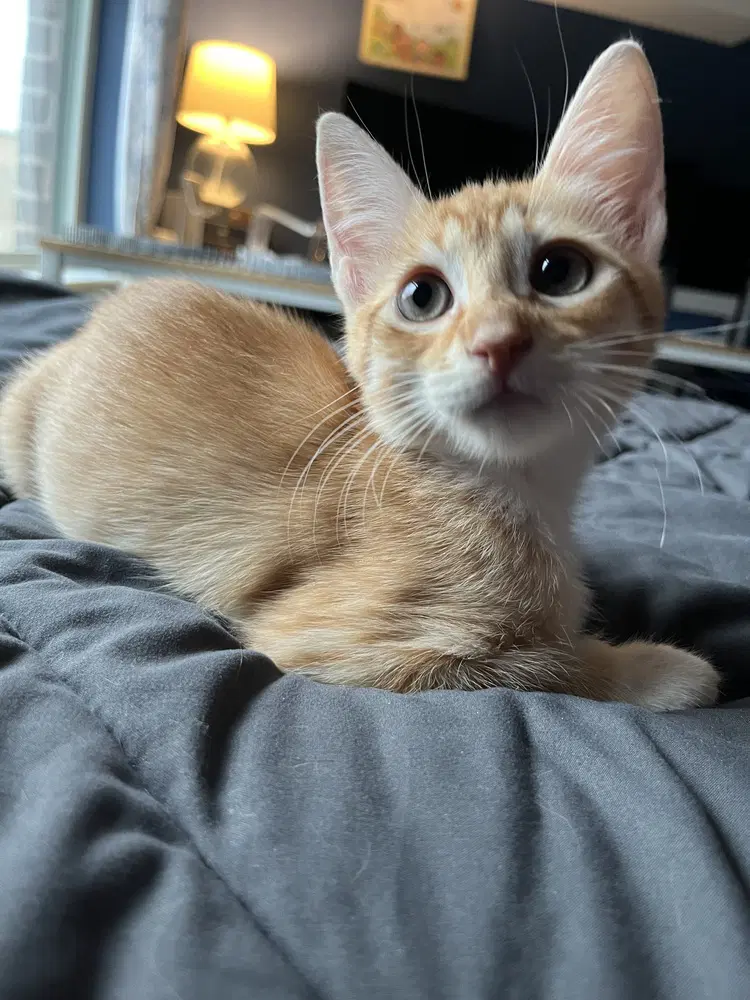 Timber - Domestic Short Hair