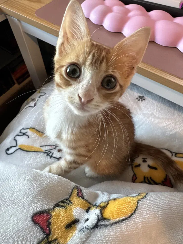 Bob Vila - Domestic Short Hair