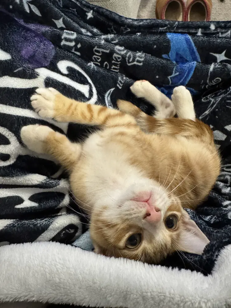 Bob Vila - Domestic Short Hair