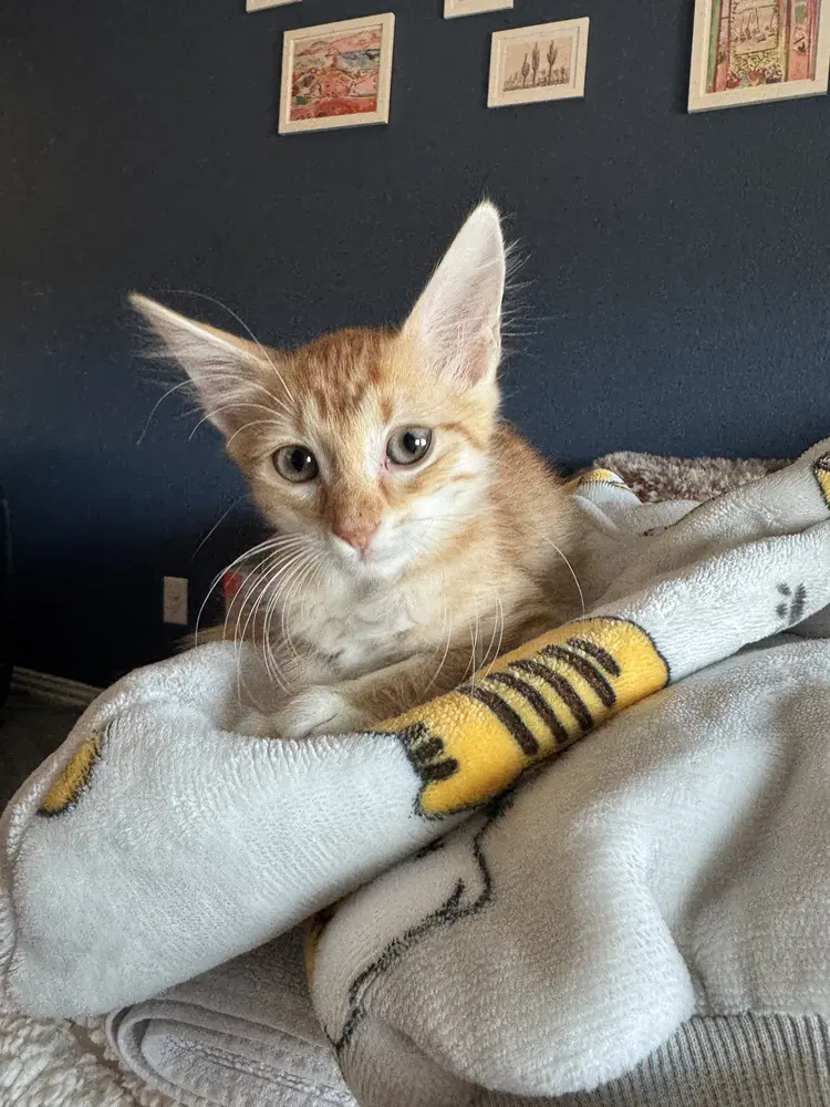 Tote - Domestic Short Hair