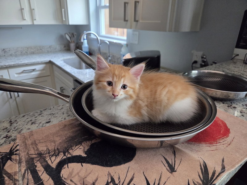 All Shook Up, a female kitten up for adoption