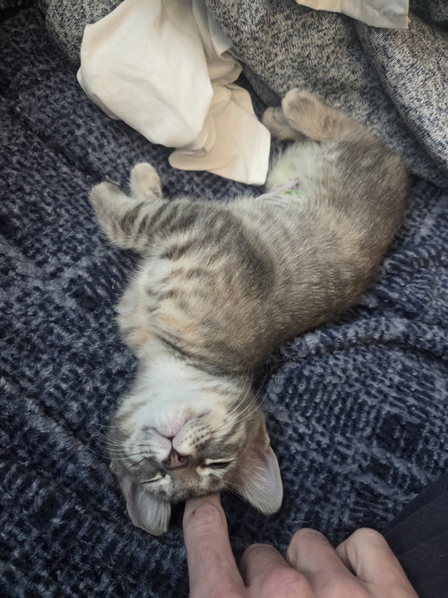 Ferris Wheel Fizz, Domestic Medium Hair / Domestic Short Hair / Mixed (long coat)