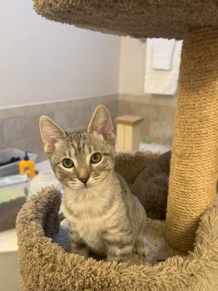 Shiney Hiney - Domestic Short Hair