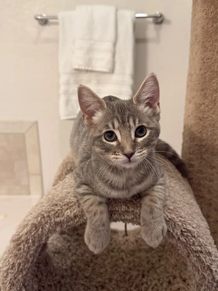 Shimmer - Domestic Short Hair