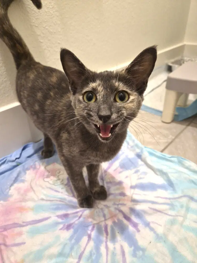 Mitzi - Domestic Short Hair