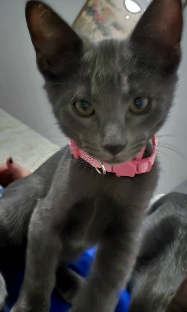 Special Gray