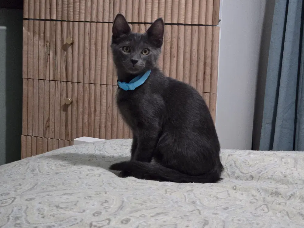 Boo Berry Crunch - Domestic Short Hair
