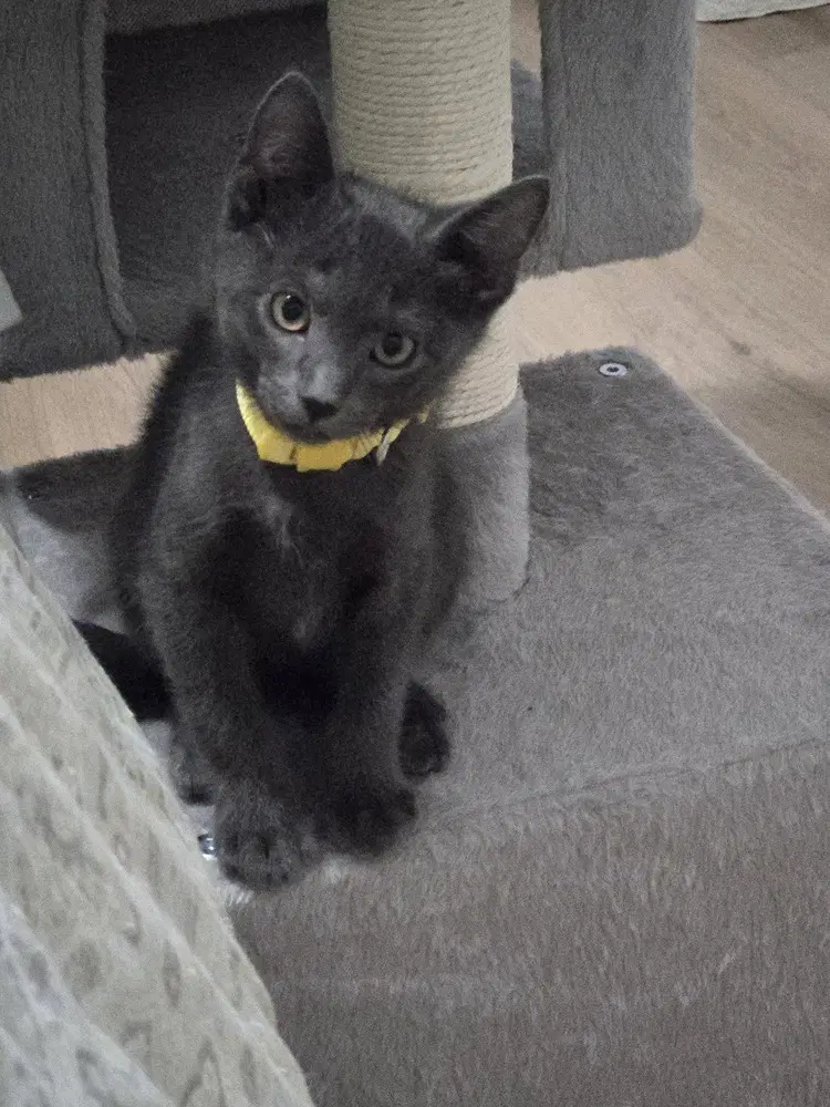 Mice Crispies - Domestic Short Hair