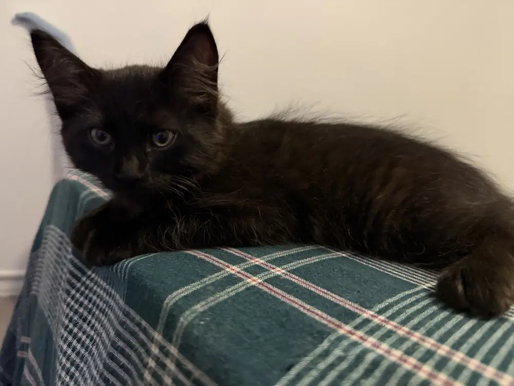 Breeze - Domestic Medium Hair