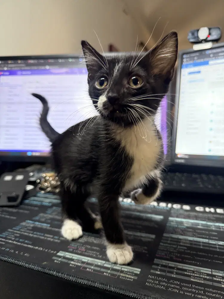Saroo - Domestic Short Hair