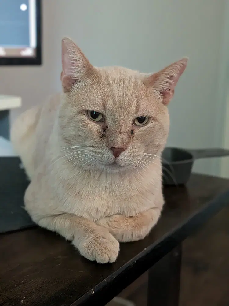 Billy - Domestic Short Hair
