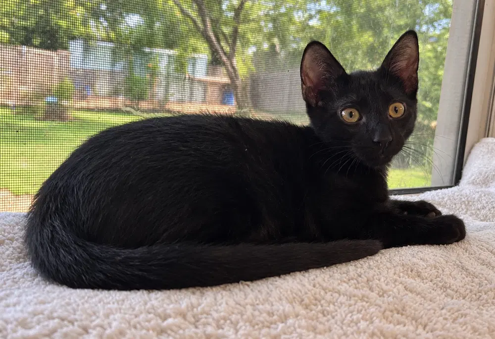 Ellis - Domestic Short Hair