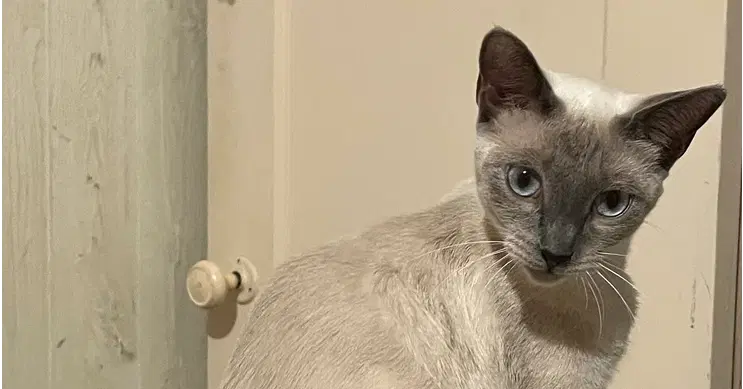 Amira - Siamese