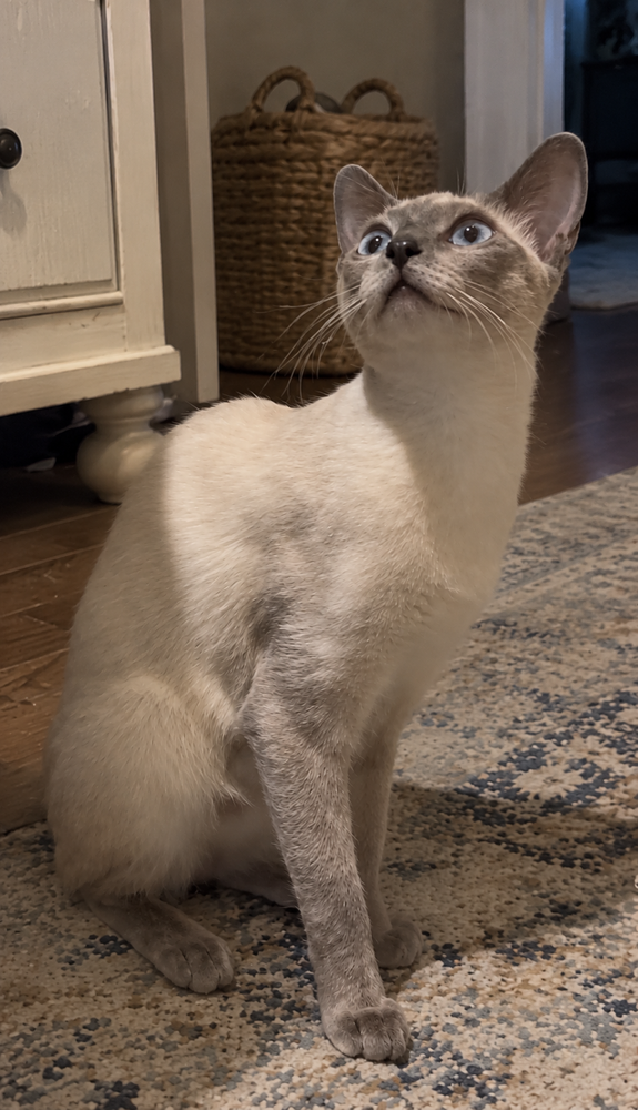 Amira, photo 2