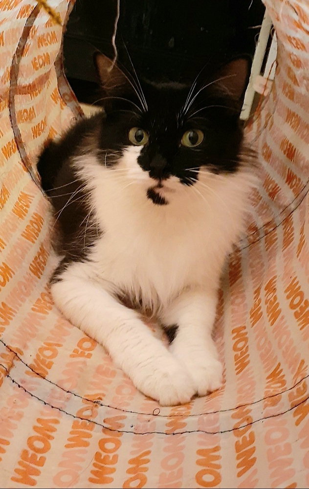 Allegra, photo 2