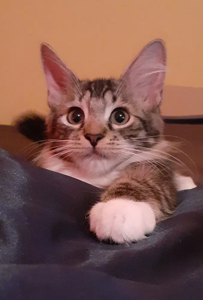 Nexium - Brown Tabby