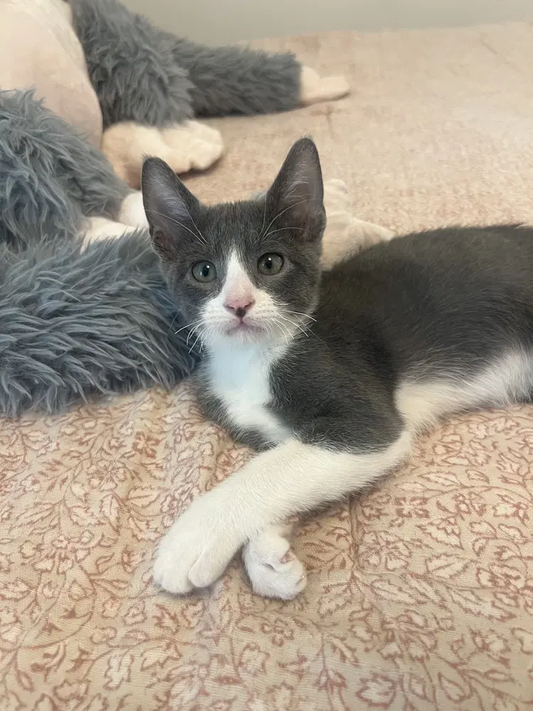 Cuervo - Domestic Short Hair