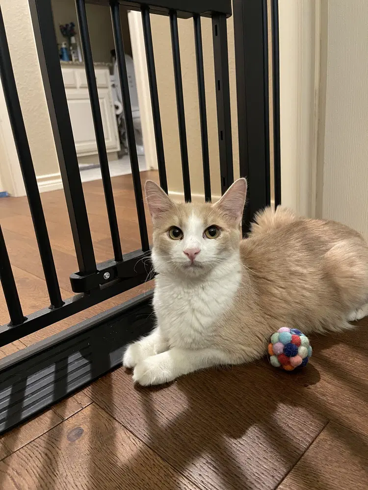 Mochita - Domestic Short Hair