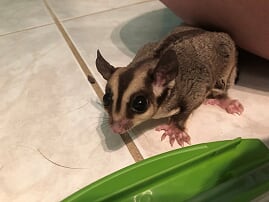 Trentam 0033