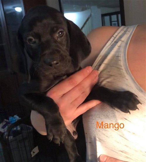 Mango 0075
