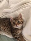 adoptable Cat in stephens city, VA named Mary/Mimi 0124