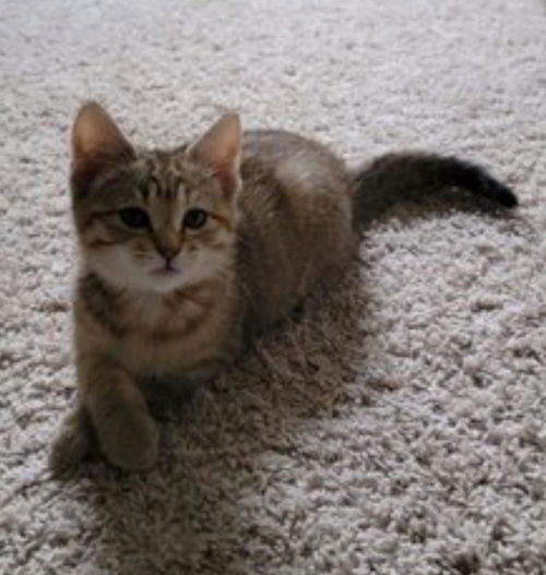 Pretzel 0180