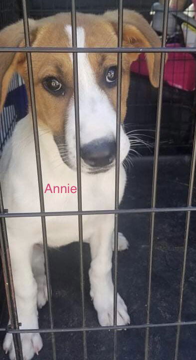 Annie 0204