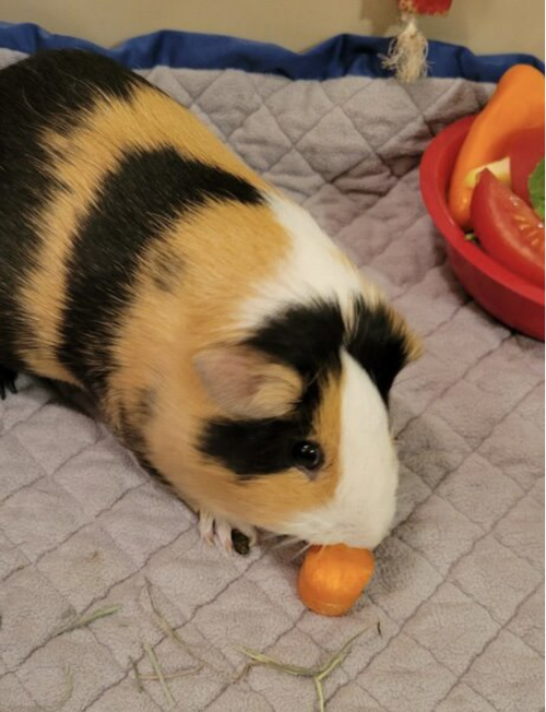 Butternut 0233