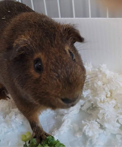 Hershey 0268