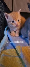 Mr Gingerbread 0279