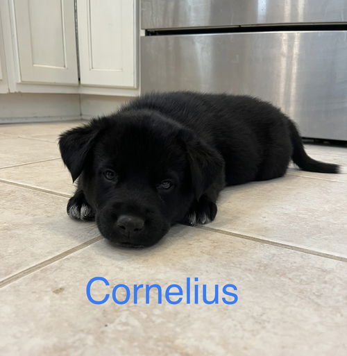 Cornelius 0306